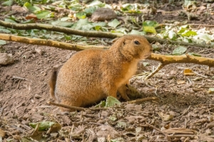 Chien de prairie